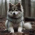 Pomsky White: What You Need To Know About This Adorable Breed