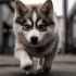 Adorable Photo Gallery of Pomskies for Your Viewing Pleasure