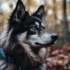 Meet Phoebe, the Adorable Pomsky Pup with Unique Personality Traits