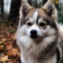 Understanding Red Pomsky Prices: How Much Should You Expect to Pay?