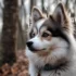 Where to Find the Best Stuffed Pomskies for Sale