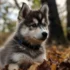 Sun Valley Pomskies: Everything You Need to Know About this Crossbreed