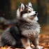 Sydney Pomskies: The Ultimate Guide to Understanding and Owning this Adorable Breed