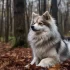 Supreme Pomsky Puppies: Adorable and Healthy Pups for Sale