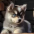 FAQs about Pomskies Dog