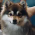 FAQs about Pomsky Puppy Price