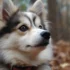 Everything You Need to Know About SZ Pomskies: Size, Appearance, and Temperament