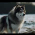 Perro Pomsky: Understanding The Personality Traits Of This Unique Breed