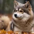 Sydney Pomskies: The Ultimate Guide to Understanding and Owning this Adorable Breed