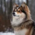 Once Upon A Pomsky: Discovering The Personality Traits Of This Unique Breed