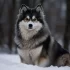 Tea Cup Pomsky: Small and Adorable Companion for Tea Time