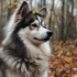 Teacup Mini Pomsky: The Adorable, Pocket-Sized Pomsky Breed