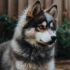 Teacup Micro Pomskies: Everything You Need to Know