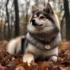 Teacup Mini Pomsky: The Adorable, Pocket-Sized Pomsky Breed
