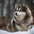 What’s A Pomsky? Learn About This Popular Designer Breed