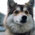 Pomskies For Sale: Finding The Perfect Furry Friend