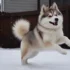 Teacup Pomsky Puppies: Everything You Need To Know