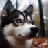 Pomsky Tan and White: A Guide to This Adorable Mix