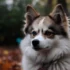 Pomsky Dog Size: How Big Do Pomskies Get?