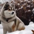 Pomsky Teddy Bears: The Perfect Companion for Cuddly Pet Lovers