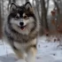 Teacup Pomsky Breeder: How to Find the Perfect Pomsky for You