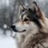 Teacup Pomskies: Understanding Their Personality Traits
