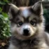 Teacup Pomskies for Sale in Texas: Get Your Adorable Companion!