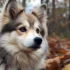 Teacup Pomskies for Sale in Florida – Get Your Adorable Companion Now!