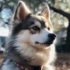 Teacup Pomskies for Sale in California: Find Your Perfect Companion