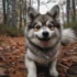 Teacup Pomsky for Sale in Oklahoma: Finding the Perfect Petite Companion