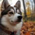 Teacup Pomskies for Sale Under $500: Finding a Healthy and Affordable Companion