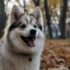 Teacup Pomskies for Sale Under $500: Finding a Healthy and Affordable Companion