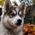 Top Teacup Pomsky Breeders for Your Miniature Furry Friend
