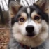 Teacup Pomsky Breeders Near Me: Finding the Perfect Pomsky Puppy