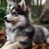 Teacup Pomsky for Adoption: Find Your New Furry Friend Today!