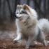 Choosing The Best Pomsky Breeder: Tips And Tricks