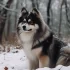 Teacup Pomsky for Sale in the Philippines
