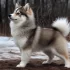 Teacup Pomsky Husky – The Ultimate Guide to Raising a Pomsky