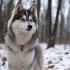 Teacup Pomsky Price in India: How Much Does a Pomsky Cost?