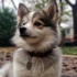 Teacup Pomsky Full Size: Everything You Need to Know about This Adorable Breed
