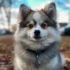 Teacup Pomsky Images: Adorable Photos of Tiny Pomskies