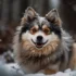 Can Pomskies Swim? Here’s What You Need To Know