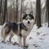 Teacup Pomsky Husky – The Ultimate Guide to Raising a Pomsky