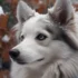 Husky Pomskies: Understanding The Personality Traits