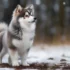 10 Unique Dog Names For Your Pomsky Pup