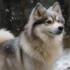 FAQs about F1b Pomsky