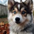 Teacup Pomsky Puppies for Sale in MN