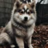 Pomsky Puppies in Tennessee: Your Guide to Finding the Perfect Companion
