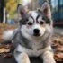 Teddy Bear Pomsky – The Adorable Mix of Pomeranian and Husky