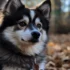 Teacup Pomsky Puppies for Sale in MN